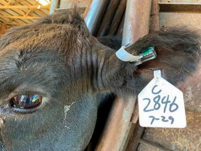 China TPU Livestock Yellow Ear Tag for Goat Sheep Pig Cattle Cow With Number Printed for sale