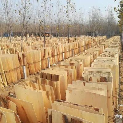 China Modern A grade natural wood no special sell  for wall stone panel poplar wood veneer for sale