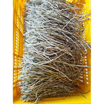 China Health Food Best Selling Quality 100% Fresh Dendrobium Candidum Anti Aging Dendrobe 1000g for sale