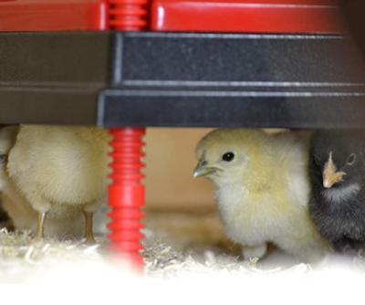 China Farms New Product Keep Chicks At The Perfect Temperature And Growing Strong Chicks Brooder Heating Plate for sale