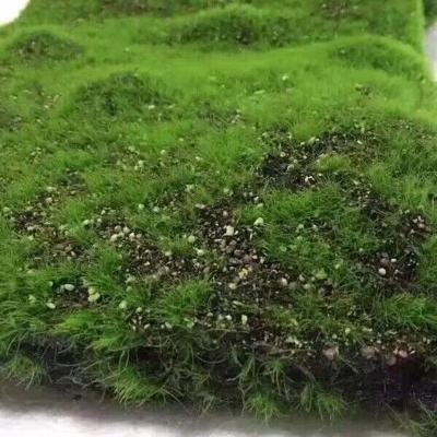 China Black Pearl Silk Cotton Flocked Artificial Moss Flower Plant Wall Green Bonsai Scene Window Forest Series Decoration Soft Moss Lawn Garden Landscaping for sale