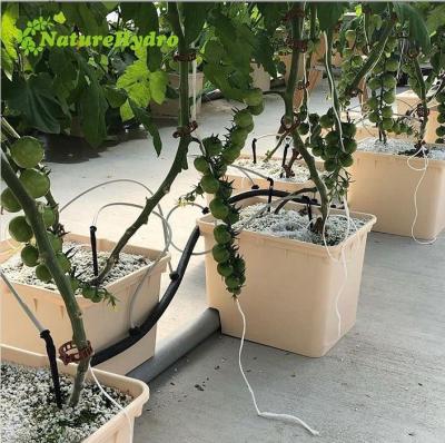 China Dutch Vine Tomato Hydroponics System Drip Irrigation Bucket For Greenhouse for sale