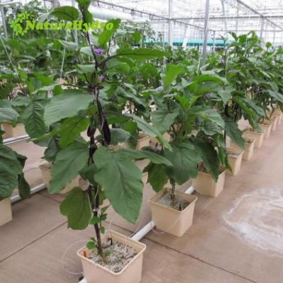 China Dutch Vine Tomato Hydroponic System Bucket For Greenhouse for sale