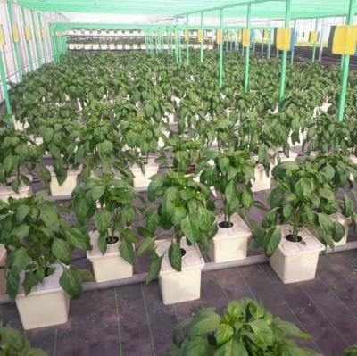 China UV Resistant Dutch Buckets Hydroponics Growing Pot System For Greenhouse for sale