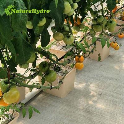 China Hot Sale Indoor Plant Bucket Vine Tomatoes Hydroponic Dutch Growing System Bato Bucket for sale