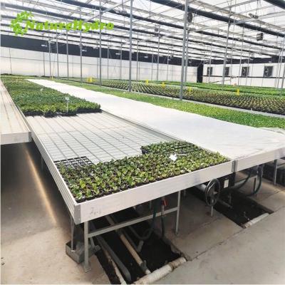 China Propagating Seedling and Growing Ebb and Flow Tables Hydroponic Growing Ebb and Flow Benches Systems for sale