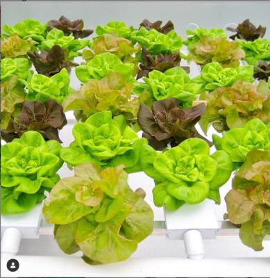 China PVC & New Design UV Support Nft Channels Hydroponics For Leafy Greens for sale