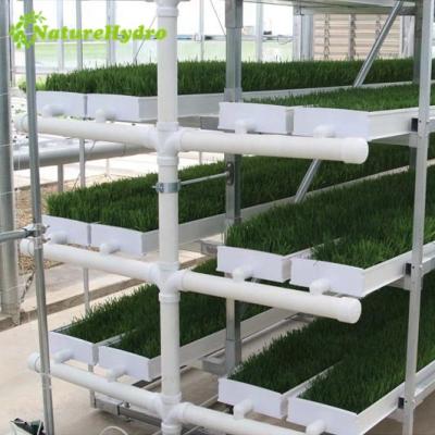 China PVC Cow Fodder Grow System Microgreens Container Machine for sale