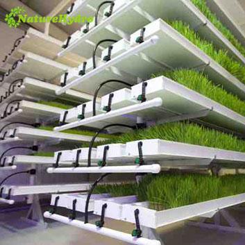 China Fodder Hydroponic System Easy Growing Fodder Grass Hydroponic System for sale