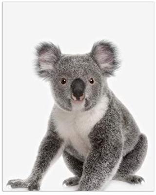 China Custom Realistic Toy Large Koala Soft Plush Australia Stuffed Animal Koala Bear Toy For Gift for sale