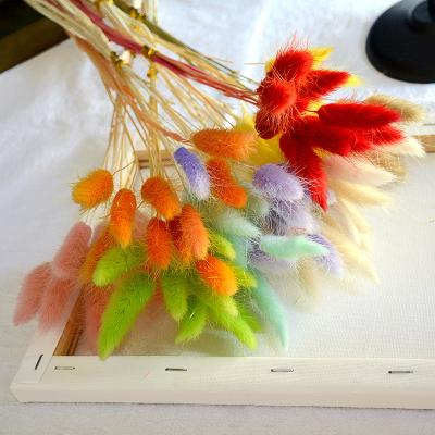 China Domestic High Quality Competitive Price DIY Decoration Touch Items Natural Feature Bunny Tail Dried Flower Lagurus Ovatus for sale