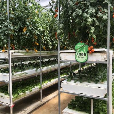 China Sistema vertical automático del hidrocultivo para las granjas grandes de la agricultura en venta