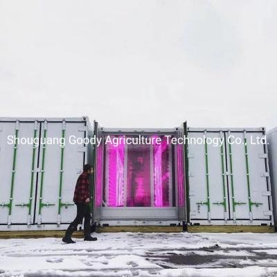 China Neuestes NFT-System 40hq Indoor Vertical Farming Grow Container für den Anbau von Salat/Gemüse/Hydrokultur-Wachstum zu verkaufen