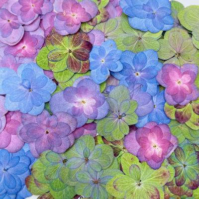 China Easy To Apply And Remove Real Lace Dried Flowers Natural Pressed Flowers For Epoxy Resin Nail DIY Craft Double Hydrangea for sale