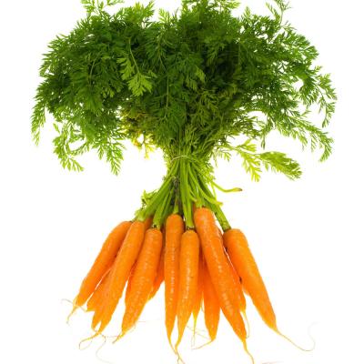 China High Vitamin Food Carrots Supplier Best Price Fresh Carrots New Crop Fresh Vegetables for sale