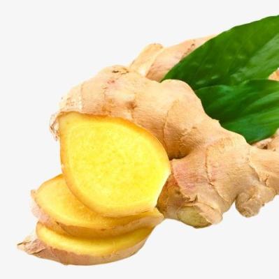 China Wholesale New Culture Fresh Ginger China Fresh Ginger In Low Price Ginger for sale