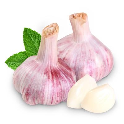 China New cultured best garlic best garlic bulck wholesale fresh china best price packing garlic export for sale