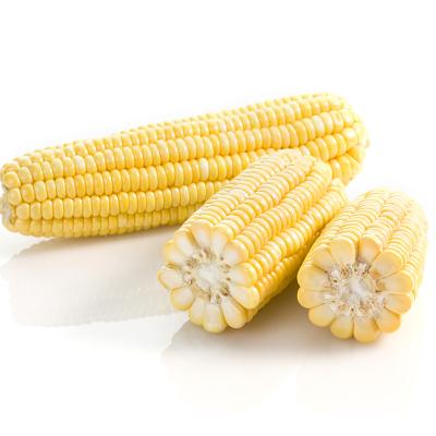 China Wholesale FROZEN popular product OEM corn factory yellow corn for sale for sale