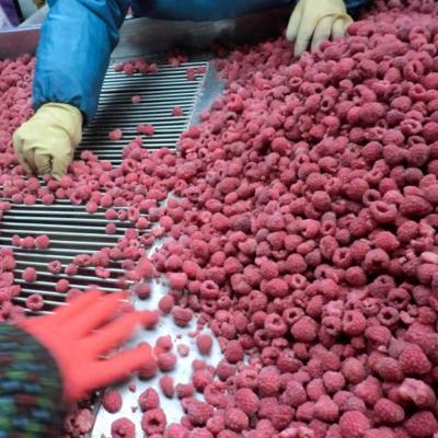 China Good quality IQF chinese frozen raspberry for sale for sale