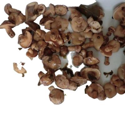 China canned suillus granulatus chinese canned wild mushrooms pickled factory price 580g for sale