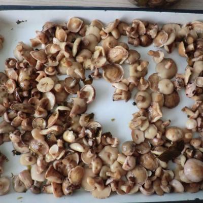 China Good quality canned suillus granulatus canned mushroom in pickled for sale