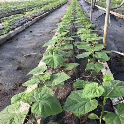 China Agriculture Mulch Film Black Plastic Ground Cover Cool Down Insect Control Agricultural Mulch en venta