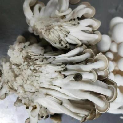 China Fresh Hottest Sale White beech mushrooms fresh shimeji without root for sale