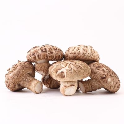 China China Hottest Selling Exotic Vegetable Mushroom Fresh Not Dried Fresh Shiitake Mushrooms for sale