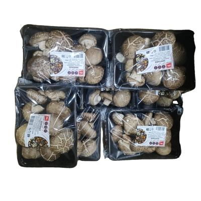 China Fresh Special Asian Mushrooms China Shiitake With Pattern On Mushroom Head for sale