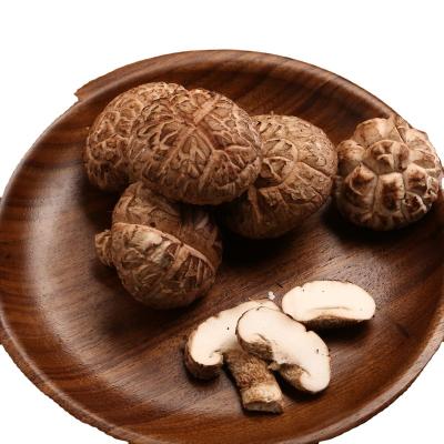 China China Fresh Fresh Ground Asian Shiitake Mushroom Lentinus edodes edodes for sale