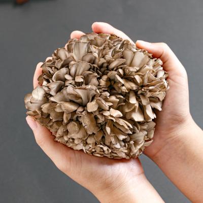 China Fresh Asian Special Exotic Dance Spreads Maitake Mushroom for sale