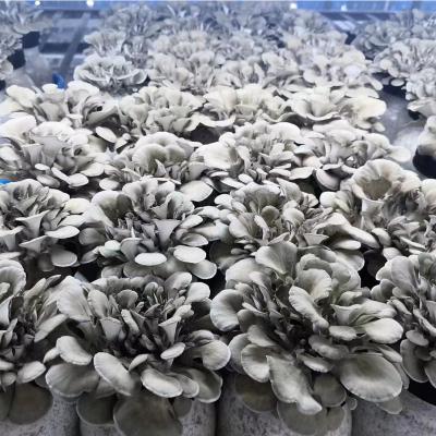 China Ancient Nutritious Mushroom Hen Maitake Fresh Healthy Source Of Woodland Food for sale