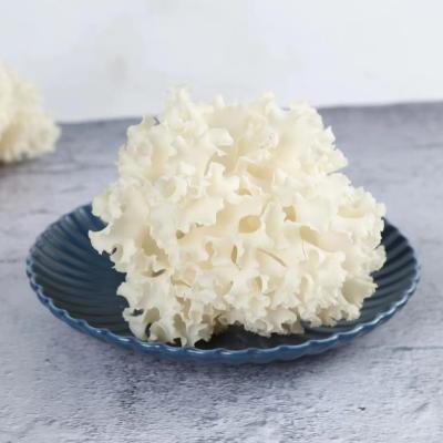 China Beautiful fresh asian mushroom food fungus sparassis crispa healthy fungus cauliflower for sale