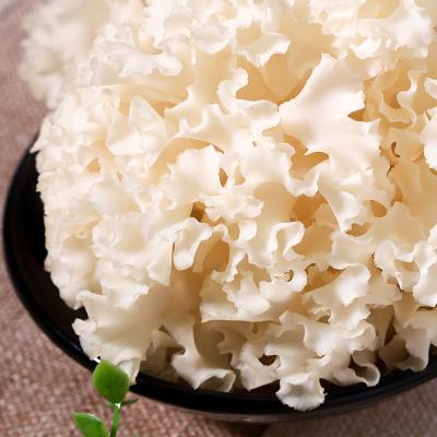 China Fresh Special Edible Chinese Mushroom Cauliflower Mushrooms for sale