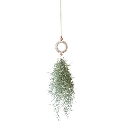 China Traditional Cotton Bohemian Woven Handmade Air Plants Live Racks Hanging Tillandsia Usneoides Spanish Moss for sale