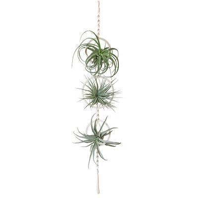 China Traditional Macrame Plant Hanger Air Plants Live Holders for Amazon Etsy for sale