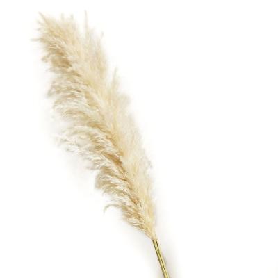 China Artificial Touch Flower Cream Color Natural Pampas Grass Used For Home And Wedding Decoration for sale