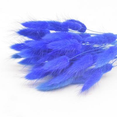 China 2021 Natural Touch Bunny Tail Tending Dry Grass For Indoor Home Decor And Wedding for sale