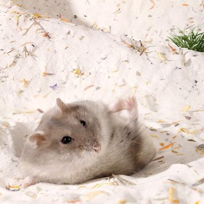 China Stocked Hamster Bathing Sand, Hamster Potty Dust Rubbish Bath Cleaning Sand for Small Pet Hamster Chinchilla Guinea Pig Gerbil Degu for sale