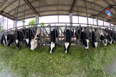 China Lange Ontwerpende Systemen Gegalvaniseerde het Staalkoeiestal van het Spanwijdte Prefabstaal met Sandwichcomités Te koop