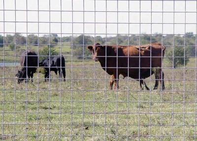 China Welded Wire Cattle Fence - Solid Structure And Durable Life en venta