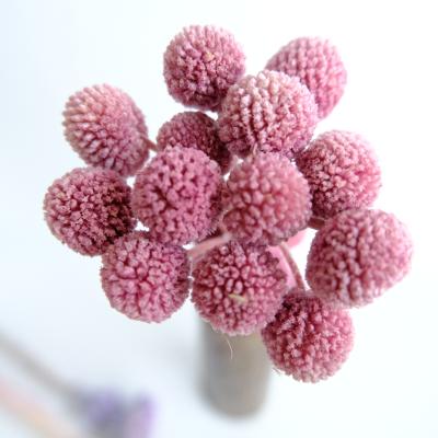 China High quality preserved natural flower craspedia billy button craspedia yellow globosa for wedding decoration for sale