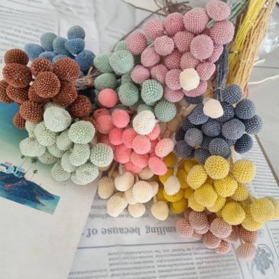 China Wedding flower arrangements wholesale craspedia globosa globosa billy balls preserved billy button preserved flower for sale