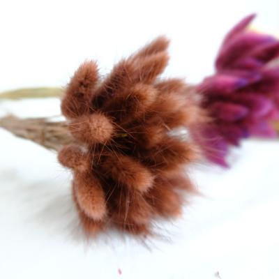 China Natural Flowers Dry Flowers Rabbit Tail Grass Dried Lagurus Ovatus Rabbit Tails Bouquets Wedding Decoration for sale