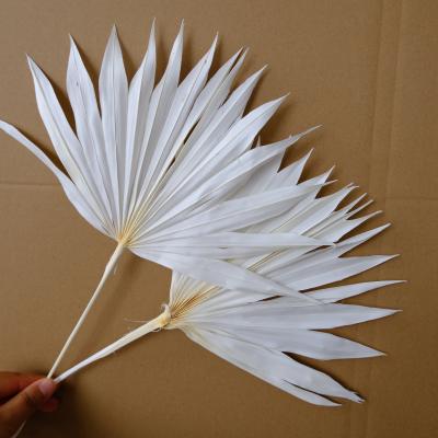 China Hot Selling Home Decor Amazon Flower Palm Leaf Dishes Dried Palm Leaves for Decorative Flowers and Garlands for sale