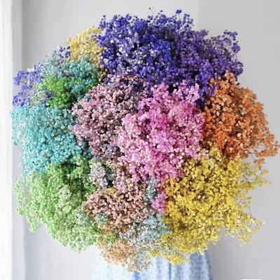 China Events Decoration Natural Preserved Flower Baby's Breath Summer Flower For Home Decor Flower for sale