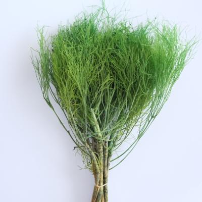 China Events Decoration Hot Selling Natural Preserved Flower Preserved Dream Grass For Home Decor Flower for sale