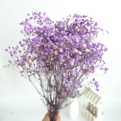 China Hot selling natural flower preserved gypsophila babysbreath dried flower gypsophila for wedding decoration for sale