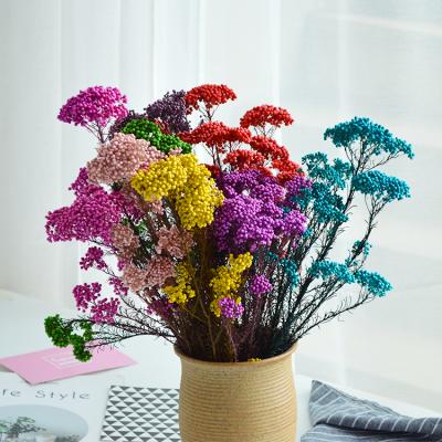 China Beautiful Factory Flower Arrangement Preserved Rice Flower by Ozothamnus Natural Wholesale Colorful for Mother's Day for sale