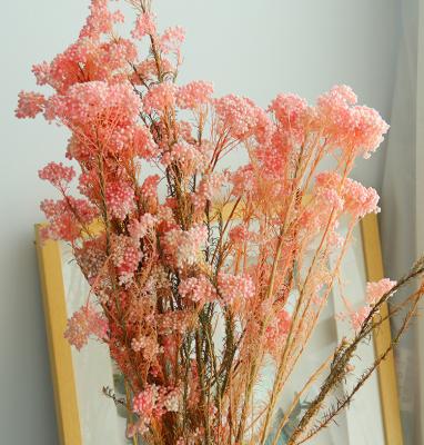 China Beautiful MW Colorful Real Touch Preserved Rice Flower Preserved Millet Rice Flower Bouquet For Wedding Home Decor for sale